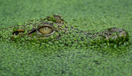 The wonders of disguise: can you find the animals that have hidden in the photos? The wonders of disguise: can you find the animals that have hidden in the photos?