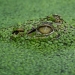 The wonders of disguise: can you find the animals that have hidden in the photos? The wonders of disguise: can you find the animals that have hidden in the photos?