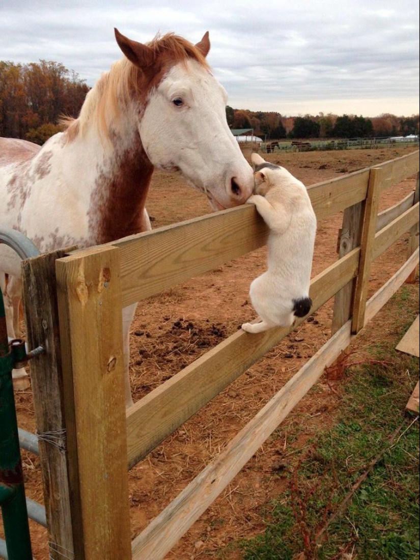 The world is better than you think: 35 emotional photos that prove it The world is better than you think: 35 emotional photos that prove it