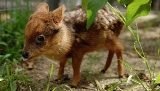 The world of mimic babies: who is pudu and what does he face with a codecode