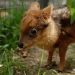 The world of mimic babies: who is pudu and what does he face with a codecode The world of mimic babies: who is pudu and what does he face with a codecode