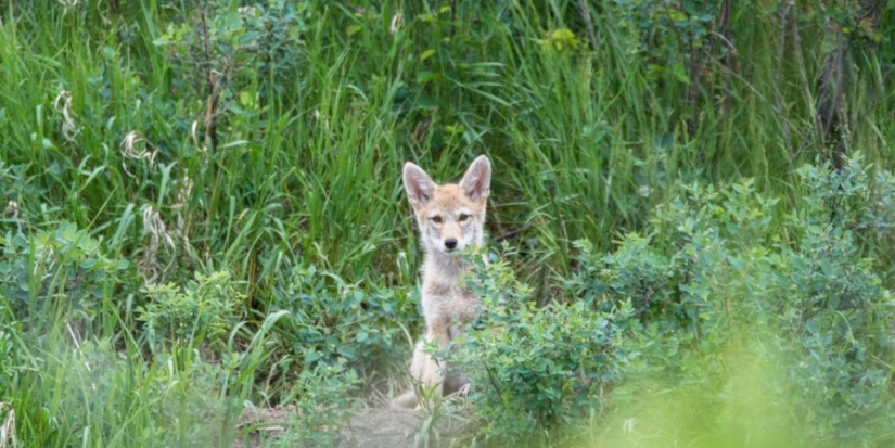 There are already more than a million of them: people have created a new predator that is taking over the northeast of the USA There are already more than a million of them: people have created a new predator that is taking over the northeast of the USA