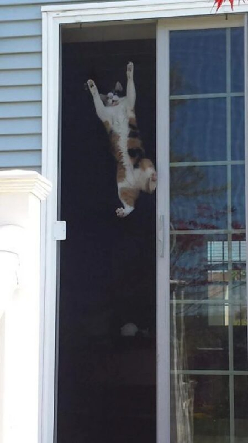 There is no attraction anymore: 30 cats who wanted to spit on the laws of physics