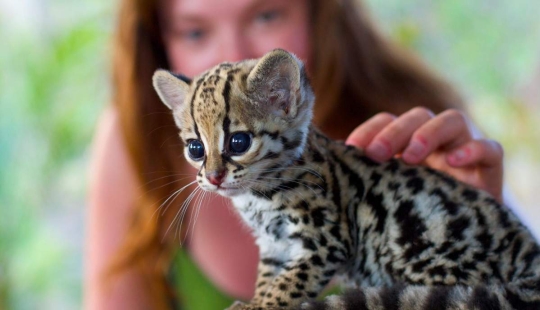 These adorable ocelots These adorable ocelots