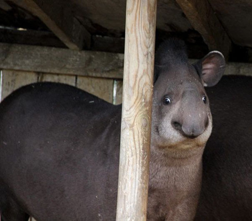These animals will never become the stars of Animal Planet These animals will never become the stars of Animal Planet