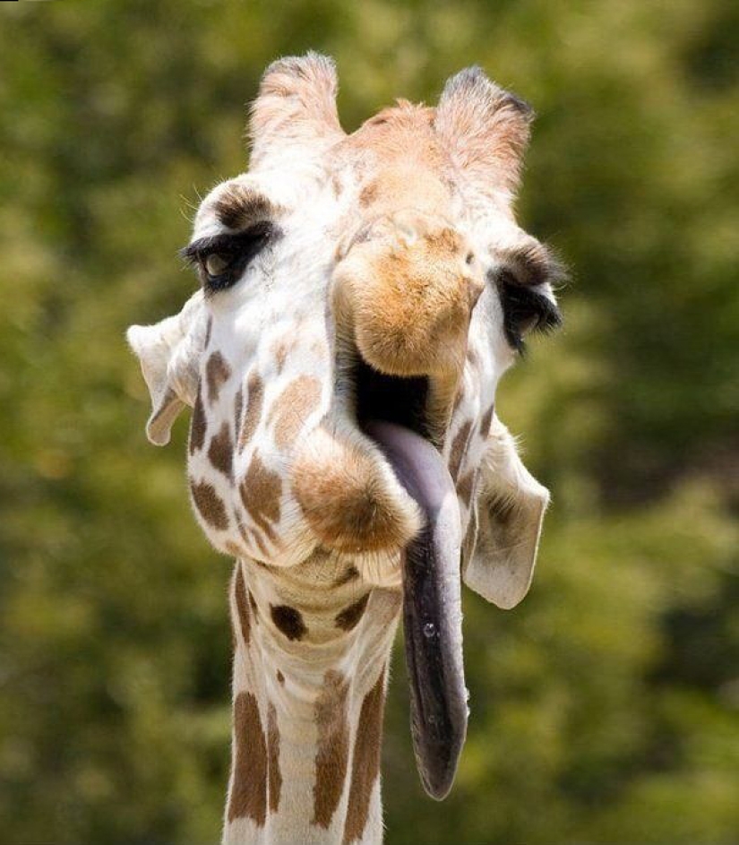 These animals will never become the stars of Animal Planet These animals will never become the stars of Animal Planet