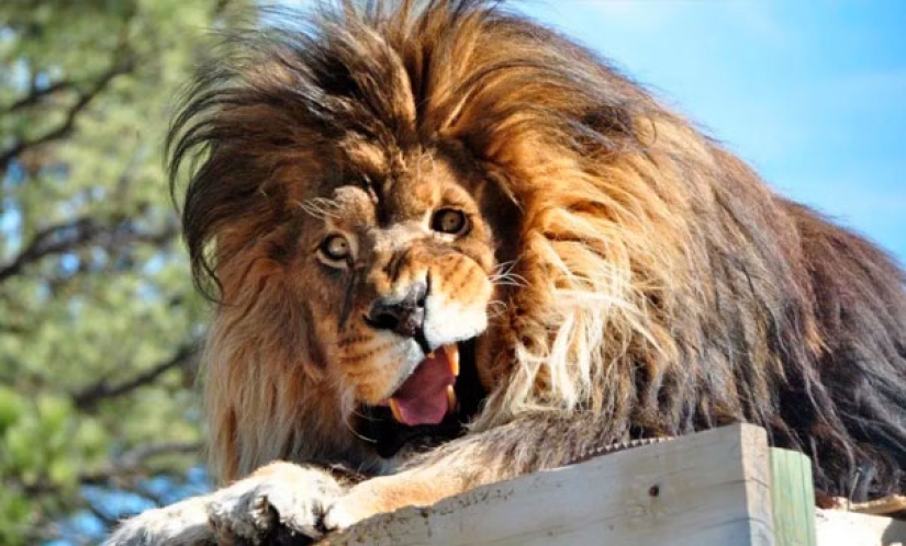 These animals will never become the stars of Animal Planet These animals will never become the stars of Animal Planet