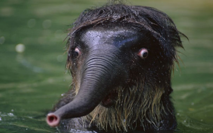 These animals will never become the stars of Animal Planet These animals will never become the stars of Animal Planet