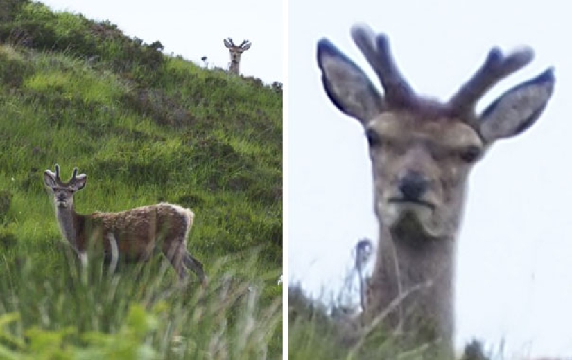 These animals will never become the stars of Animal Planet These animals will never become the stars of Animal Planet