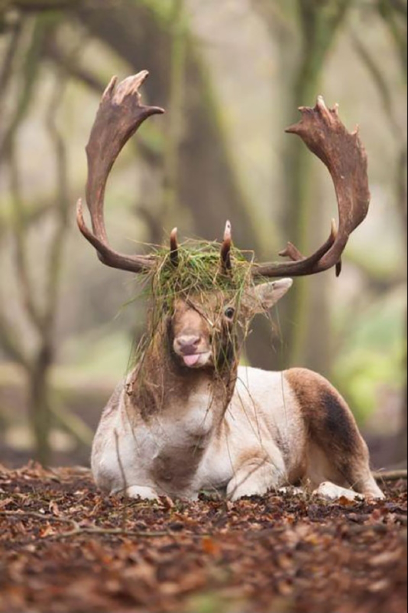 These animals will never become the stars of Animal Planet These animals will never become the stars of Animal Planet