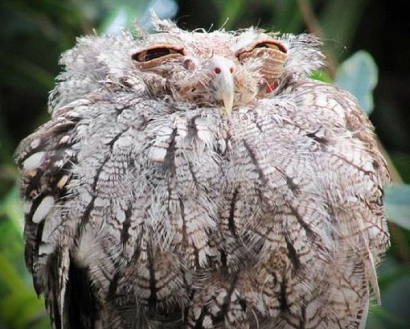 These animals will never become the stars of Animal Planet These animals will never become the stars of Animal Planet