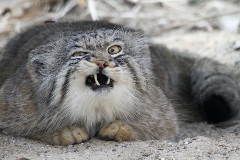 These animals will never become the stars of Animal Planet These animals will never become the stars of Animal Planet