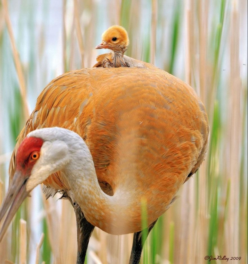 These animals will teach you to be good parents