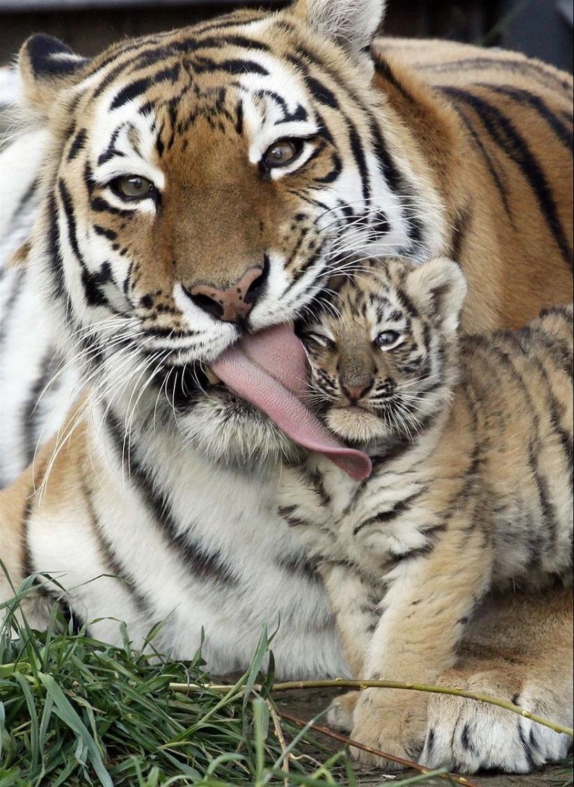 These animals will teach you to be good parents