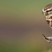 These are the 100 most valuable pictures of owls of all time These are the 100 most valuable pictures of owls of all time