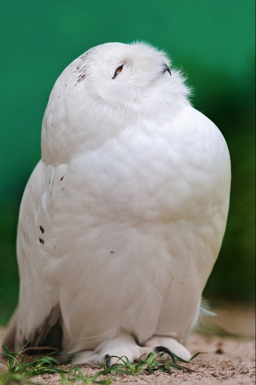 These are the 100 most valuable pictures of owls of all time These are the 100 most valuable pictures of owls of all time