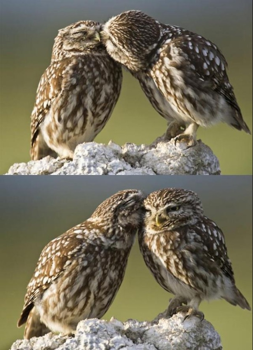 These are the 100 most valuable pictures of owls of all time These are the 100 most valuable pictures of owls of all time