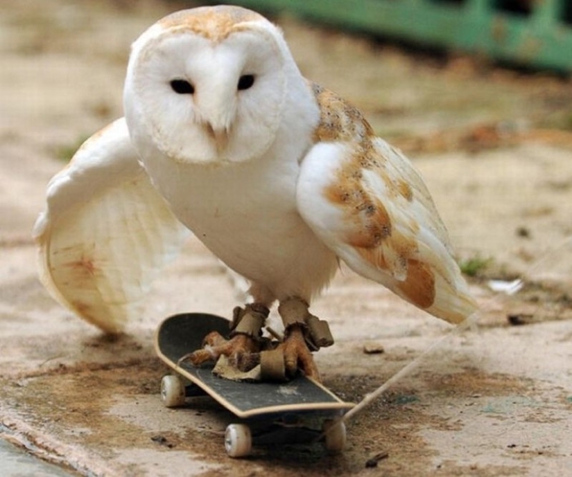 These are the 100 most valuable pictures of owls of all time These are the 100 most valuable pictures of owls of all time