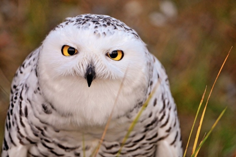 These are the 100 most valuable pictures of owls of all time These are the 100 most valuable pictures of owls of all time