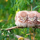 These birds know how to cuddle! These birds know how to cuddle!