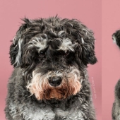 These fashionable dogs are simply unrecognizable after their haircut! These fashionable dogs are simply unrecognizable after their haircut!
