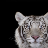 These portraits are simply fascinating! Eye to eye