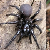 They are already crawling for you: top 10 creepy Australian killer spiders They are already crawling for you: top 10 creepy Australian killer spiders