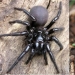 They are already crawling for you: top 10 creepy Australian killer spiders They are already crawling for you: top 10 creepy Australian killer spiders