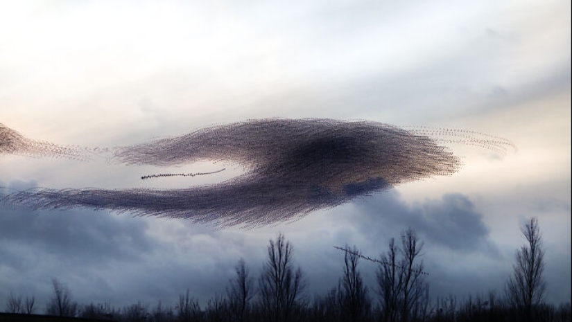 This Artist Captured 20 Mesmerizing Photos That Turn Bird Migration Into A Work Of Art