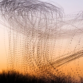 This Artist Captured 20 Mesmerizing Photos That Turn Bird Migration Into A Work Of Art This Artist Captured 20 Mesmerizing Photos That Turn Bird Migration Into A Work Of Art
