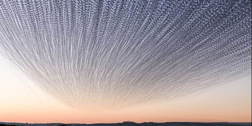 This Artist Captured 20 Mesmerizing Photos That Turn Bird Migration Into A Work Of Art