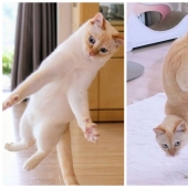 This cat from Japan dances much cooler than you, and here are 25 proofs This cat from Japan dances much cooler than you, and here are 25 proofs