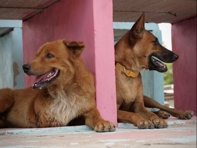 This Dog Sanctuary Honored Its Supporters By Making Them Part Of The Story This Dog Sanctuary Honored Its Supporters By Making Them Part Of The Story