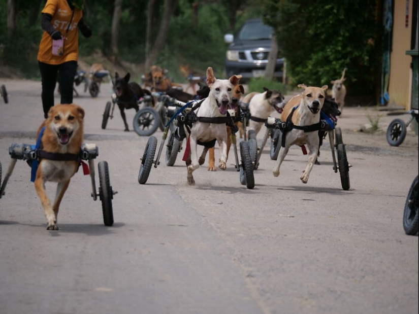 This Dog Sanctuary Honored Its Supporters By Making Them Part Of The Story This Dog Sanctuary Honored Its Supporters By Making Them Part Of The Story