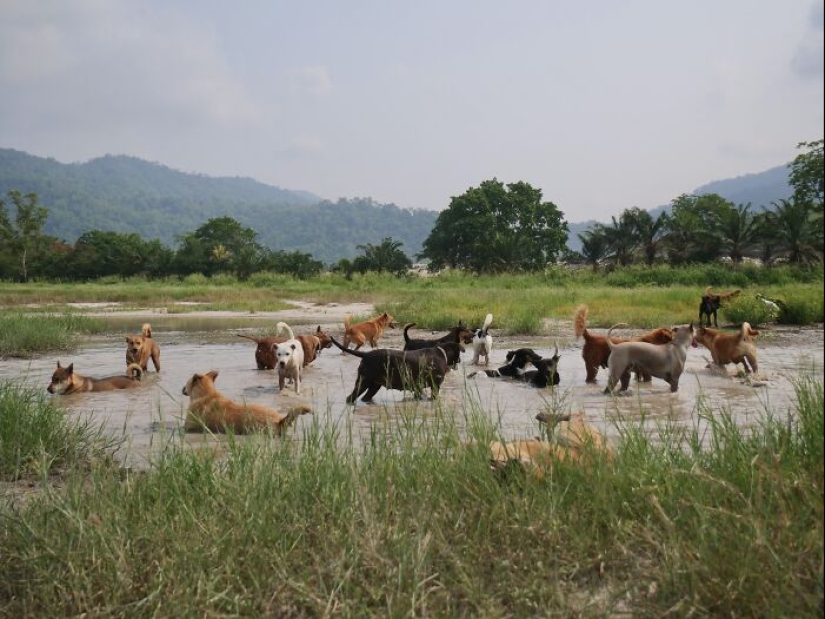 This Dog Sanctuary Honored Its Supporters By Making Them Part Of The Story This Dog Sanctuary Honored Its Supporters By Making Them Part Of The Story