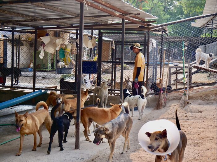 This Dog Sanctuary Honored Its Supporters By Making Them Part Of The Story This Dog Sanctuary Honored Its Supporters By Making Them Part Of The Story