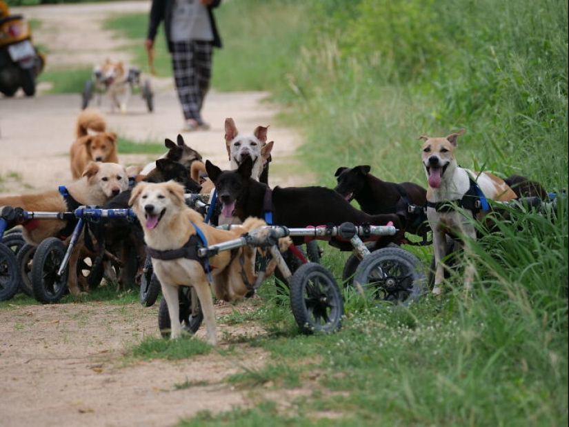 This Dog Sanctuary Honored Its Supporters By Making Them Part Of The Story This Dog Sanctuary Honored Its Supporters By Making Them Part Of The Story