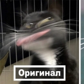 This is a must see: 50 amusing animal figures based on Internet memes This is a must see: 50 amusing animal figures based on Internet memes