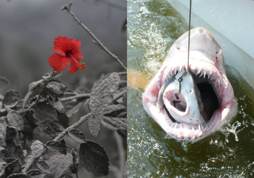 This is not Photoshop! 12 pictures, the reality of which is hard to believe This is not Photoshop! 12 pictures, the reality of which is hard to believe