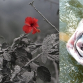 This is not Photoshop! 12 pictures, the reality of which is hard to believe This is not Photoshop! 12 pictures, the reality of which is hard to believe