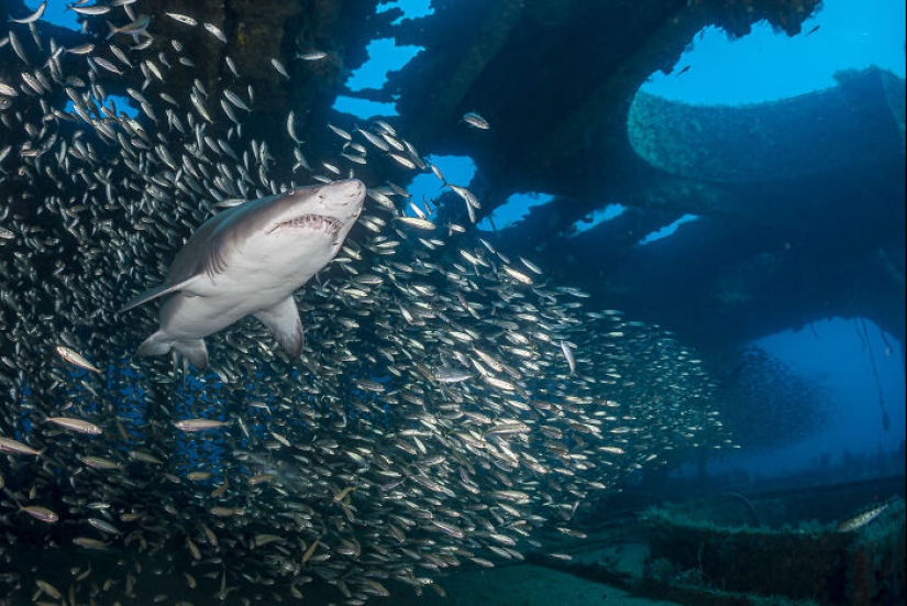 This Photographer Captures Nature’s Quiet Beauty Through His 19 Powerful Wildlife Photos