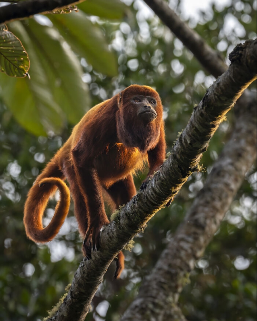 This Photographer Captures Nature’s Quiet Beauty Through His 19 Powerful Wildlife Photos