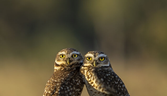 This Photographer Captures Nature’s Quiet Beauty Through His 19 Powerful Wildlife Photos This Photographer Captures Nature’s Quiet Beauty Through His 19 Powerful Wildlife Photos