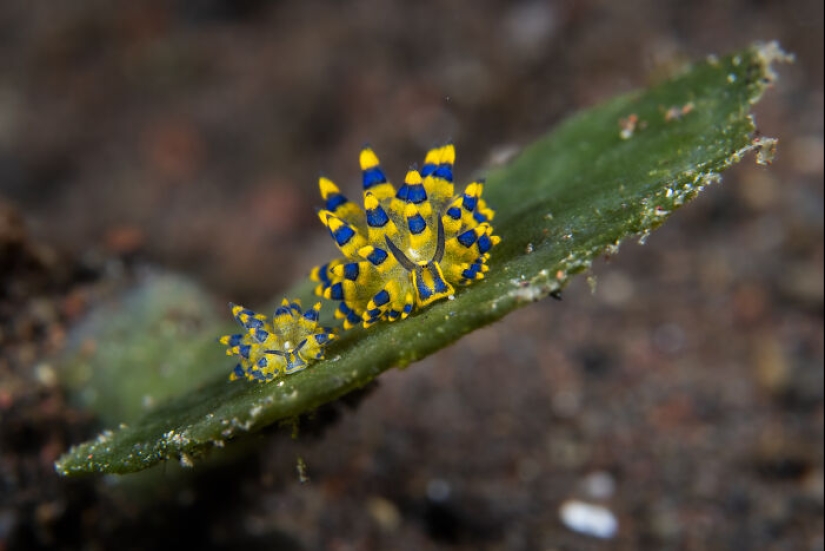 This Photographer Documents Life Under The Water, And Here Are His 13 Best Shots