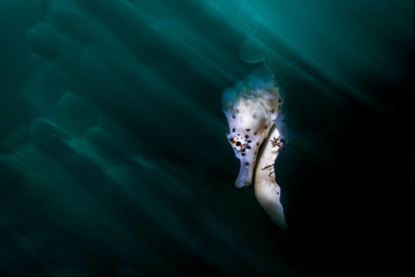 This Photographer Documents Life Under The Water, And Here Are His 13 Best Shots