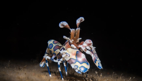 This Photographer Documents Life Under The Water, And Here Are His 13 Best Shots This Photographer Documents Life Under The Water, And Here Are His 13 Best Shots