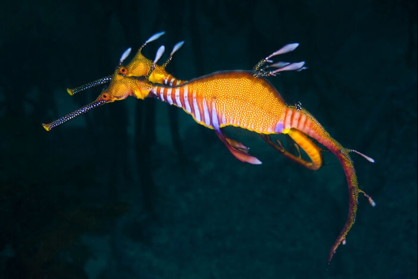 This Photographer Documents Life Under The Water, And Here Are His 13 Best Shots