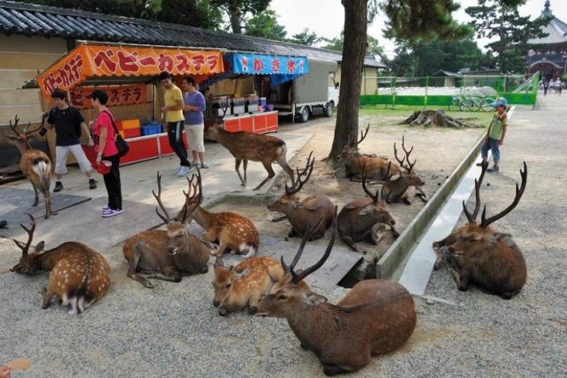 Thousands of Deer Flood the Streets of Japan's Nara Thousands of Deer Flood the Streets of Japan's Nara