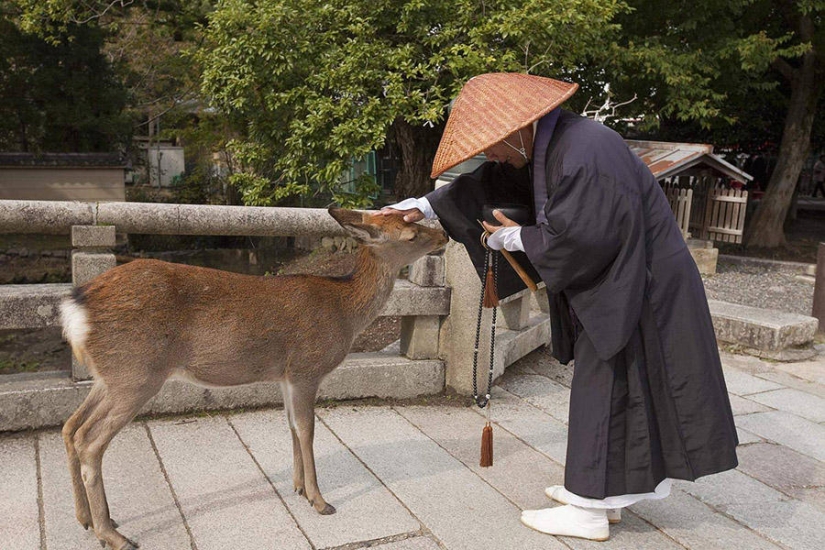 Thousands of Deer Flood the Streets of Japan's Nara Thousands of Deer Flood the Streets of Japan's Nara