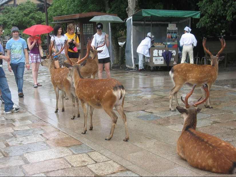 Thousands of Deer Flood the Streets of Japan's Nara Thousands of Deer Flood the Streets of Japan's Nara